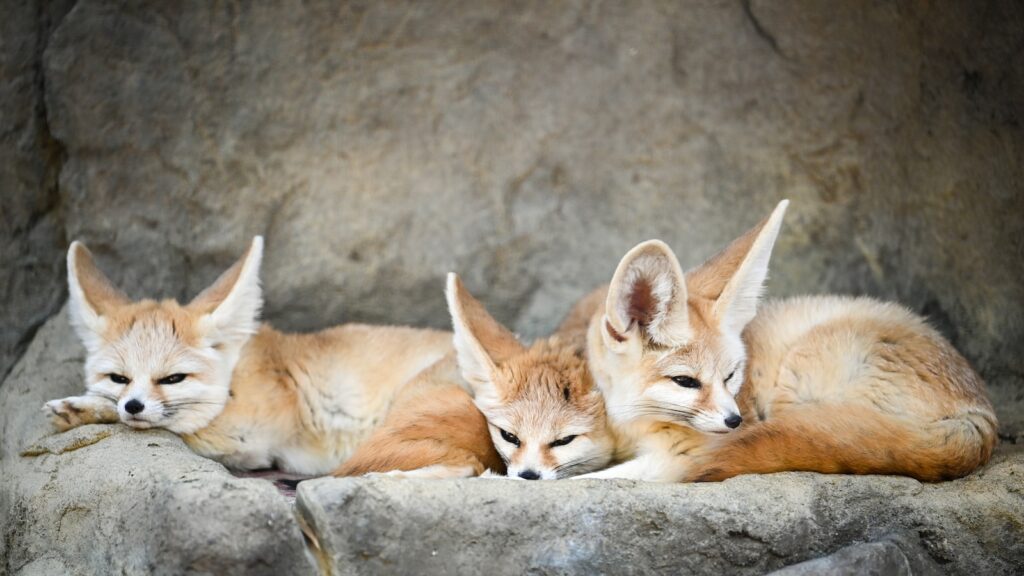 a couple of foxes laying on top of a rock