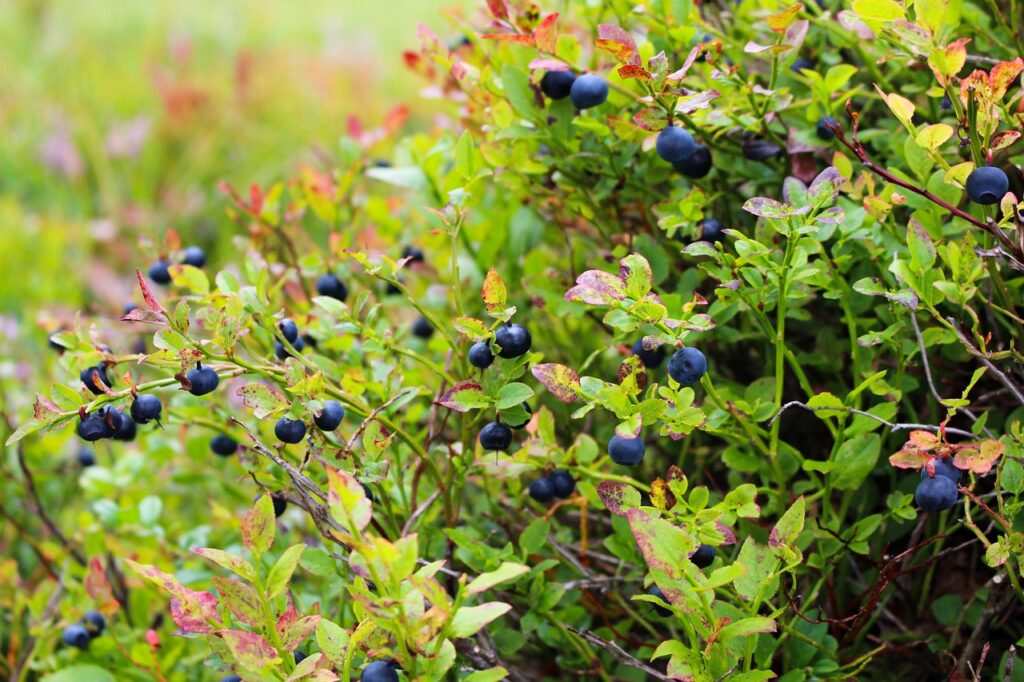 blueberries, heather, blueberry