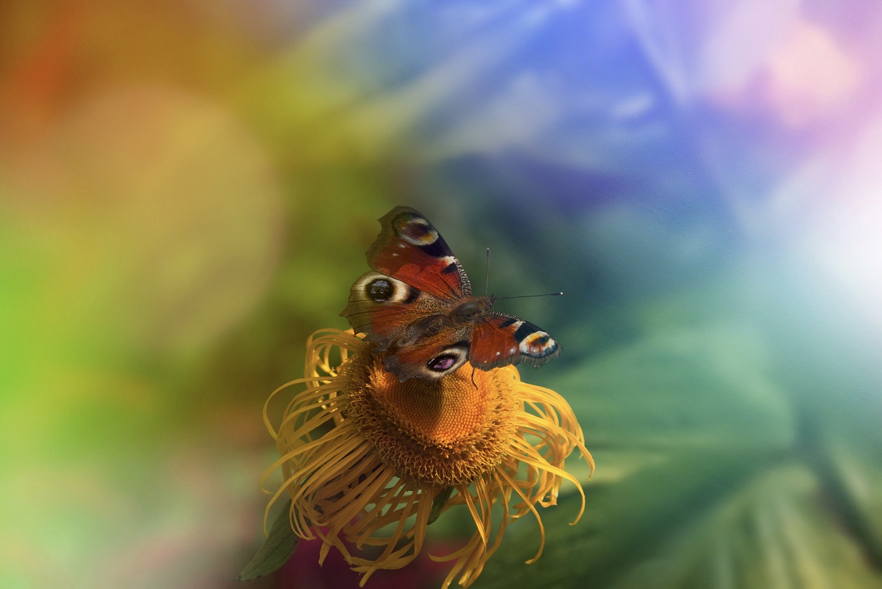 Skrzydła motyla: fascynujący świat natury