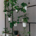 Leasing roślin czy samodzielny zakup roślin – co bardziej opłaca się Twojemu biuru?